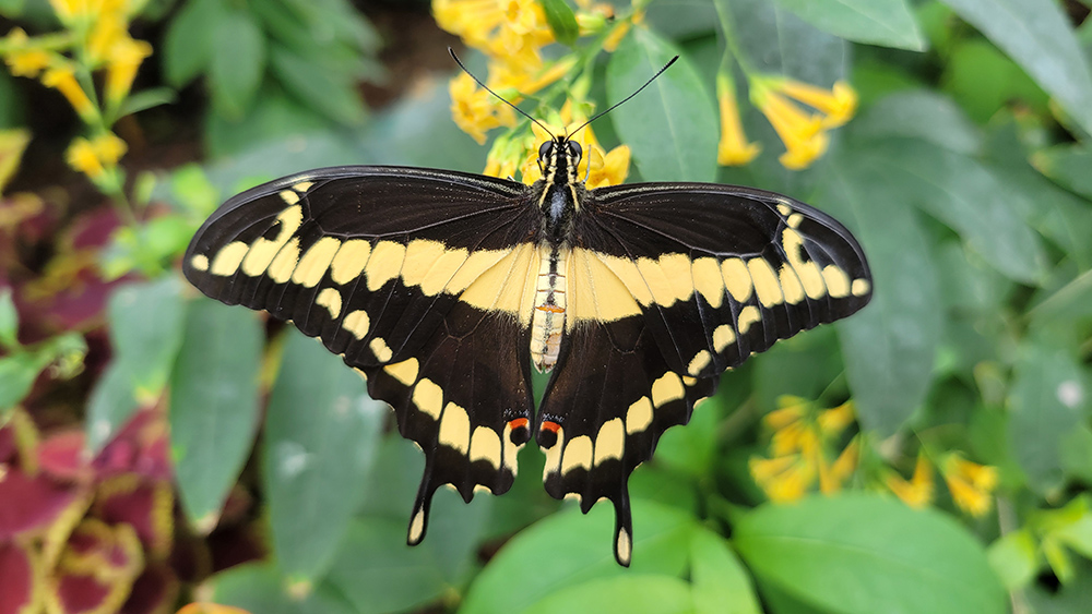 Events For September 2026 Missoula Butterfly House And Insectarium events-for-september-2026-missoula-butterfly-house-and-insectarium