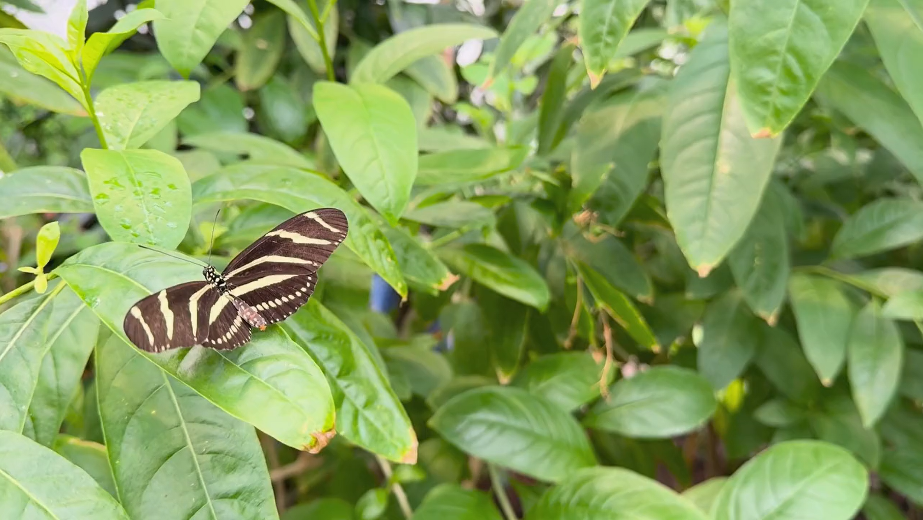 Events from September 30 – October 4 – Missoula Butterfly House