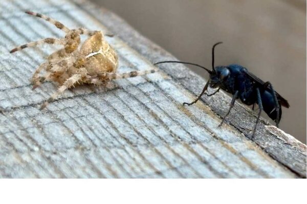 What's Buzzin' – July 11, 2025 – Missoula Butterfly House and