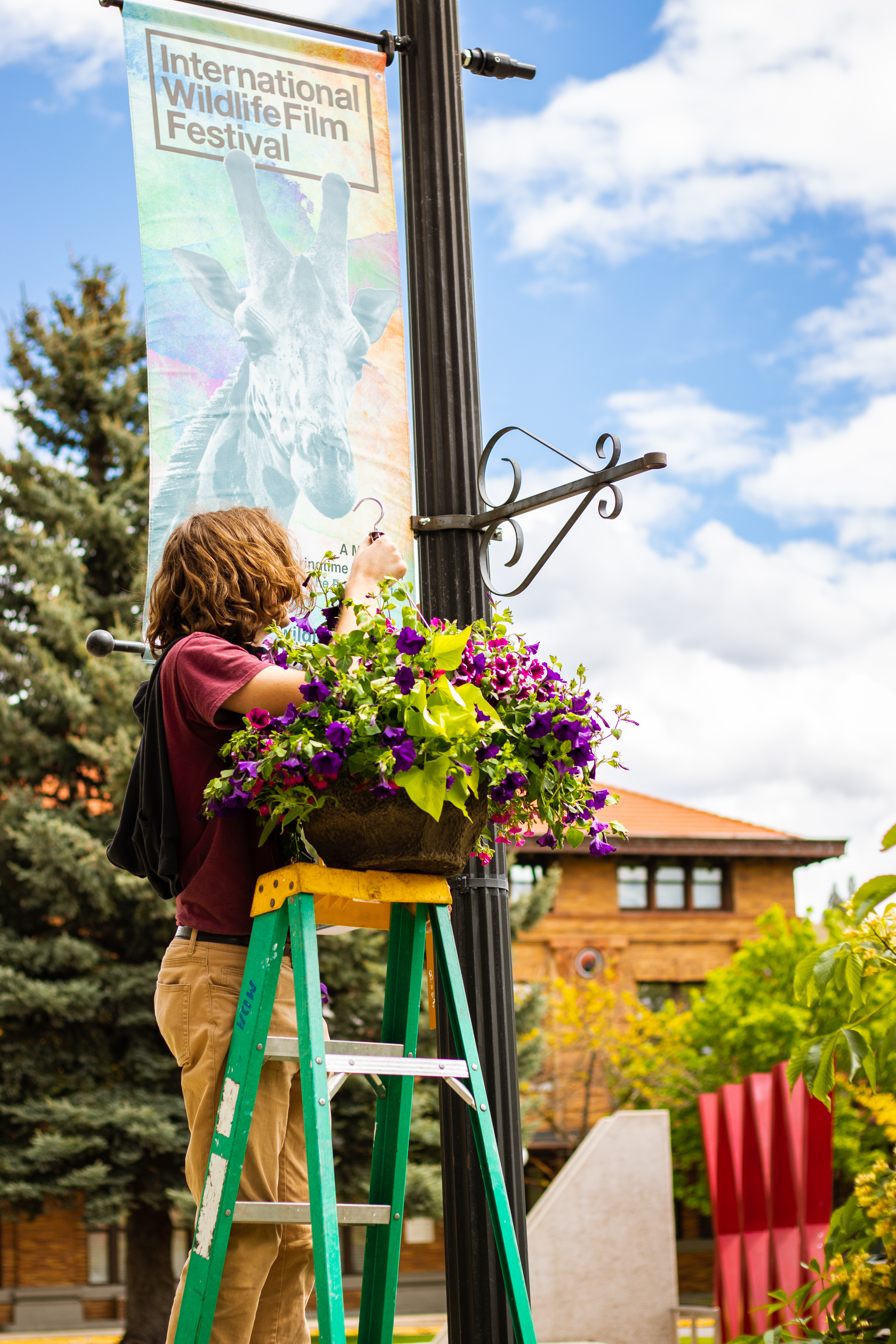 Downtown Flower Baskets Downtown Flower Baskets