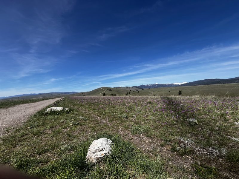 This image captures a scenic, wide-angle landscape of Waterworks Hill in Missoula, MT. Landscape Features Flora: The foreground and middle ground are covered in a vibrant field of purple shooting stars, which are mentioned in your newsletter. The grass is a fresh, bright green, indicating the early spring "high season." Terrain: A dirt path or trail winds along the left side of the frame, leading the eye toward the rolling hills in the distance. Several large, light-colored rocks are scattered along the trail's edge. Mountains: In the far background, snow-capped mountain peaks are visible under a clear, expansive blue sky. Atmosphere and Lighting The Sky: A deep blue sky dominates the upper half of the image, with thin, wispy cirrus clouds stretching horizontally. Lighting: The bright, direct sunlight suggests a clear day, highlighting the "returned light" you celebrated in your text. The overall mood is peaceful, open, and characteristic of Western Montana's natural beauty.
