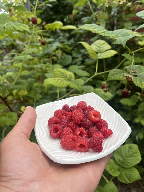 A person is holding a small, white ceramic dish filled with freshly picked raspberries in the palm of their hand. Here are the key details of the image: The Dish: A square-ish white bowl with a subtle, wavy texture on the inner surface. It is piled with bright red, ripe raspberries. The Hand: A fair-skinned hand supports the dish from underneath, positioned in the lower left and center foreground. The Background: A lush, green raspberry bush fills the rest of the frame. The background is softly blurred (shallow depth of field), but you can spot a few more unpicked raspberries still hanging from the branches amidst the green leaves.